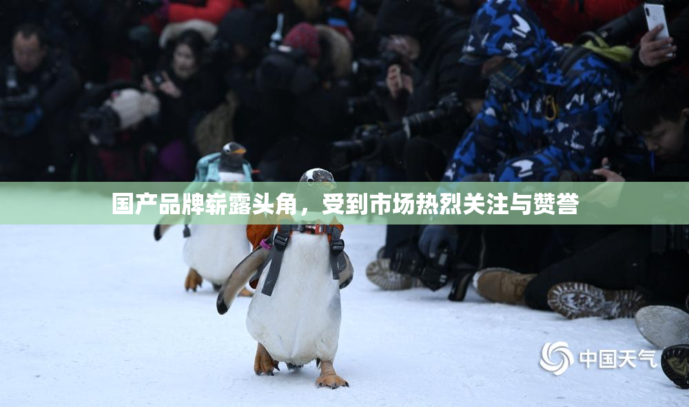 国产品牌崭露头角，受到市场热烈关注与赞誉