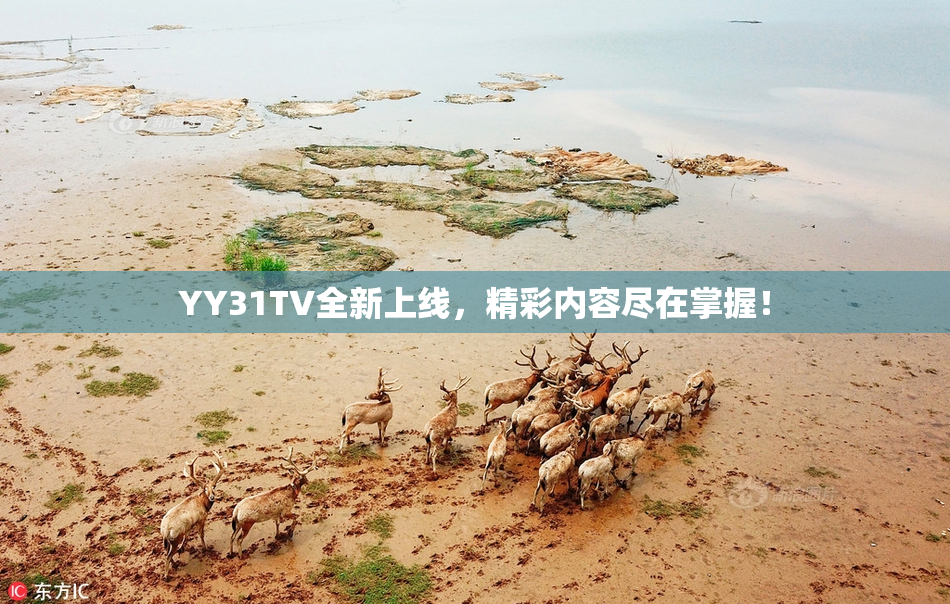 YY31TV全新上线，精彩内容尽在掌握！