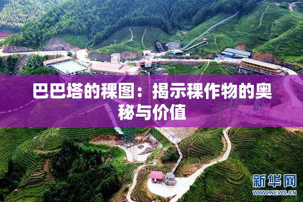 巴巴塔的稞图：揭示稞作物的奥秘与价值
