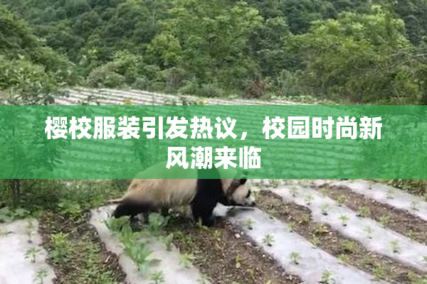 樱校服装引发热议，校园时尚新风潮来临