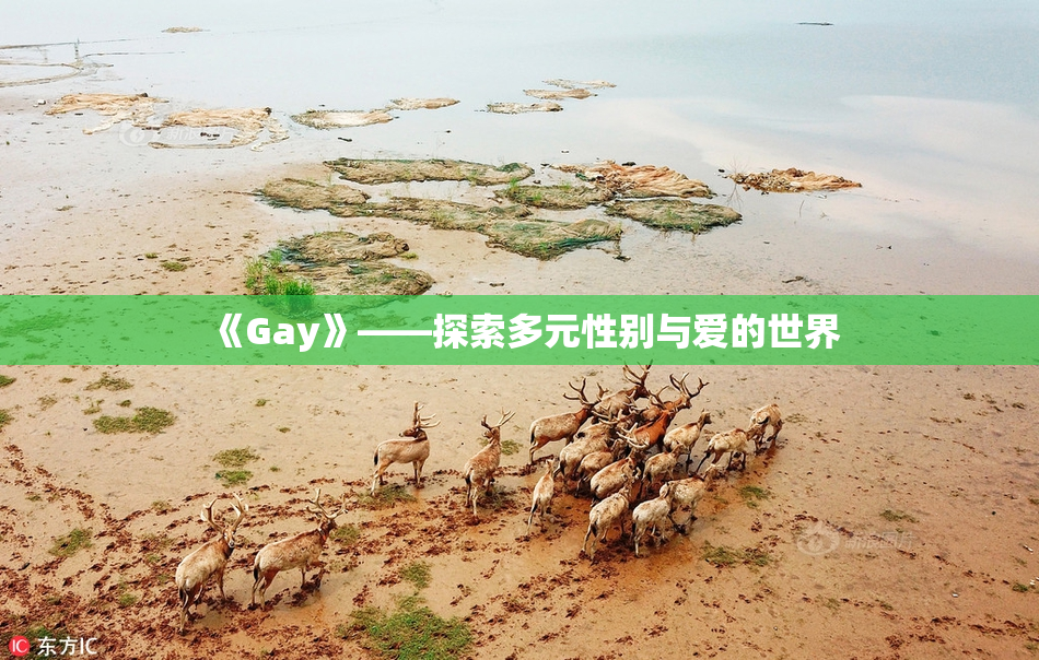 《Gay》——探索多元性别与爱的世界