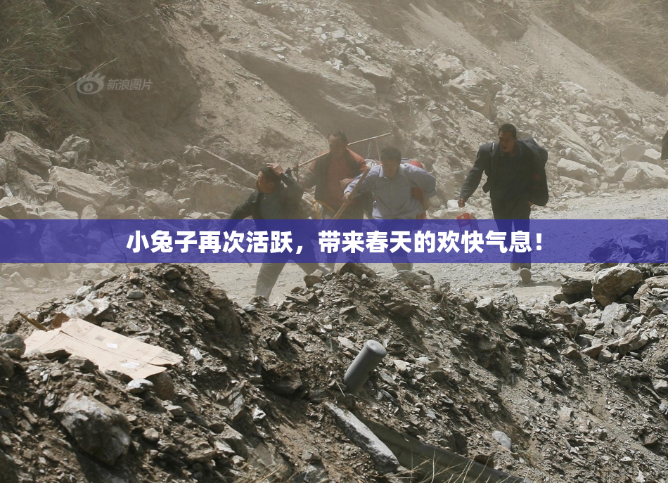 小兔子再次活跃，带来春天的欢快气息！