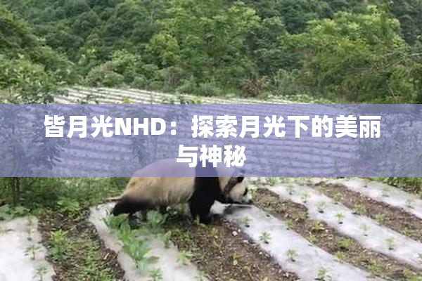 皆月光NHD：探索月光下的美丽与神秘