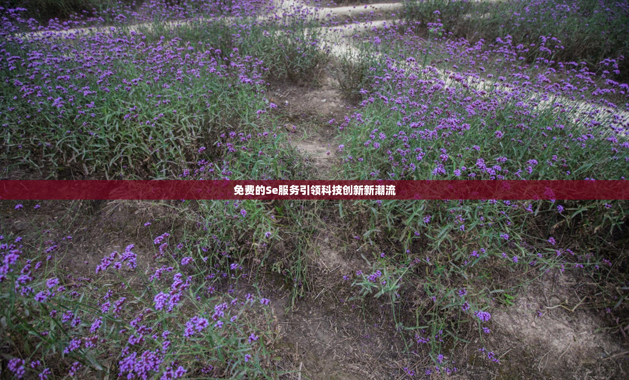 免费的Se服务引领科技创新新潮流