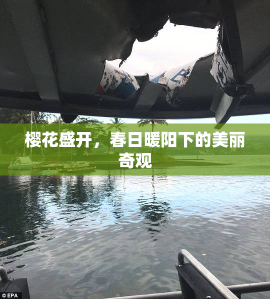 樱花盛开，春日暖阳下的美丽奇观