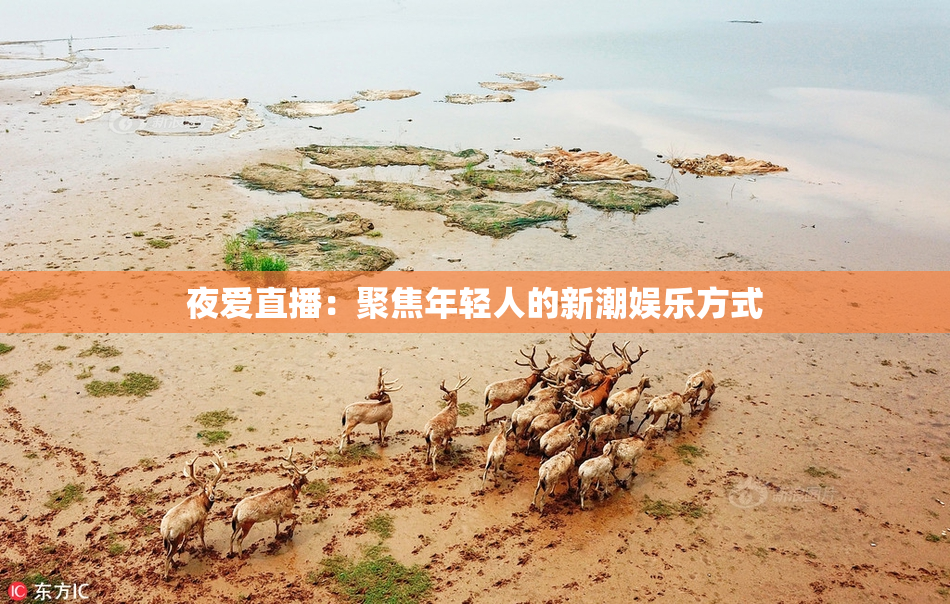 夜爱直播：聚焦年轻人的新潮娱乐方式
