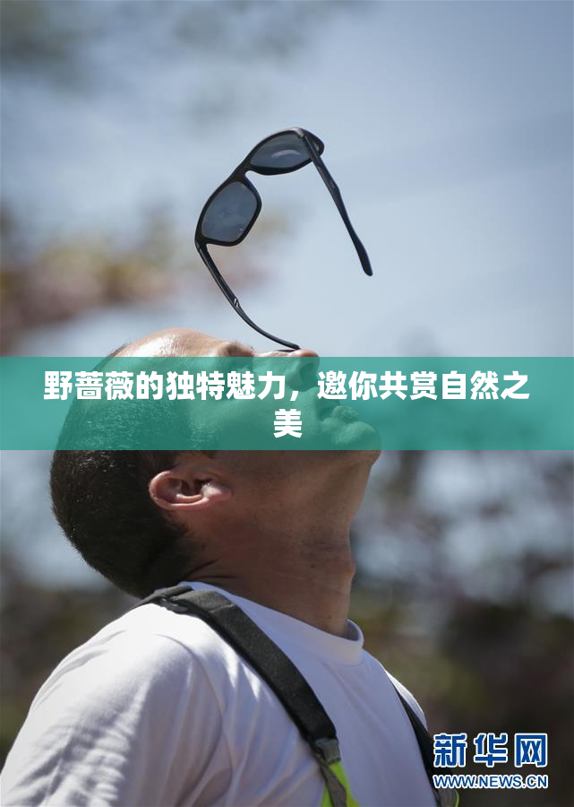 野蔷薇的独特魅力，邀你共赏自然之美