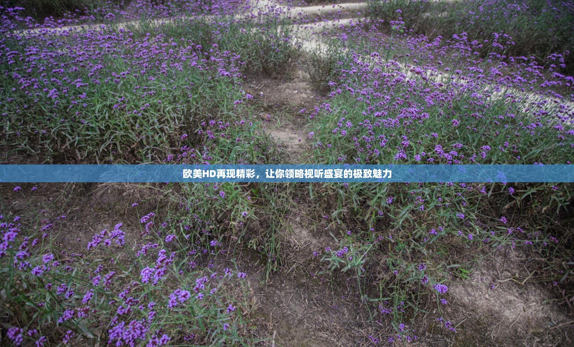 欧美HD再现精彩，让你领略视听盛宴的极致魅力