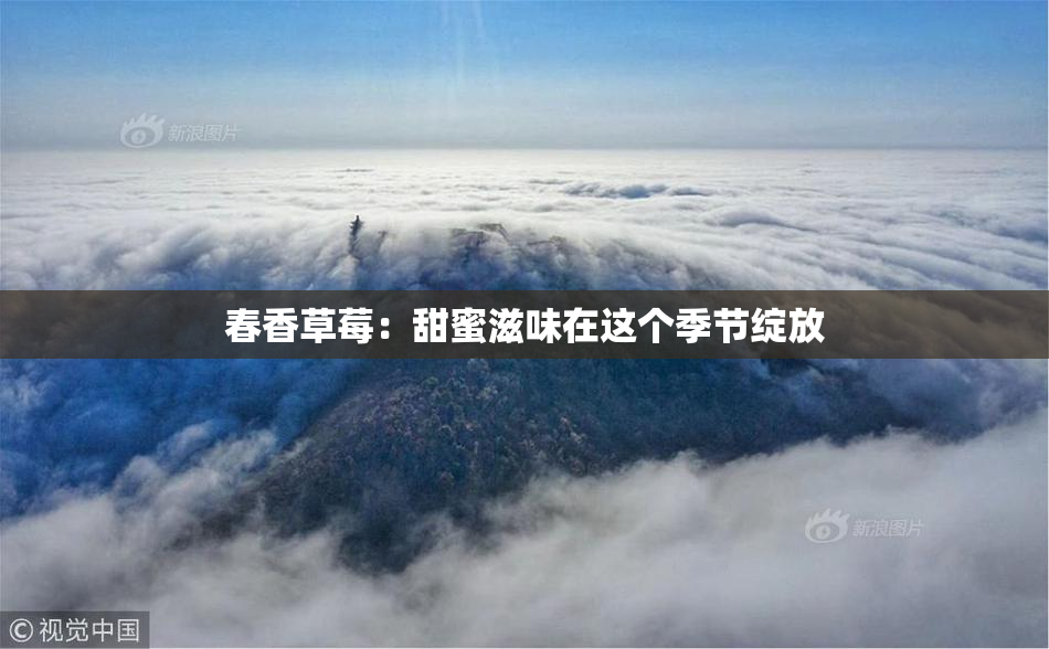春香草莓：甜蜜滋味在这个季节绽放