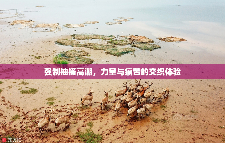 强制抽搐高潮，力量与痛苦的交织体验