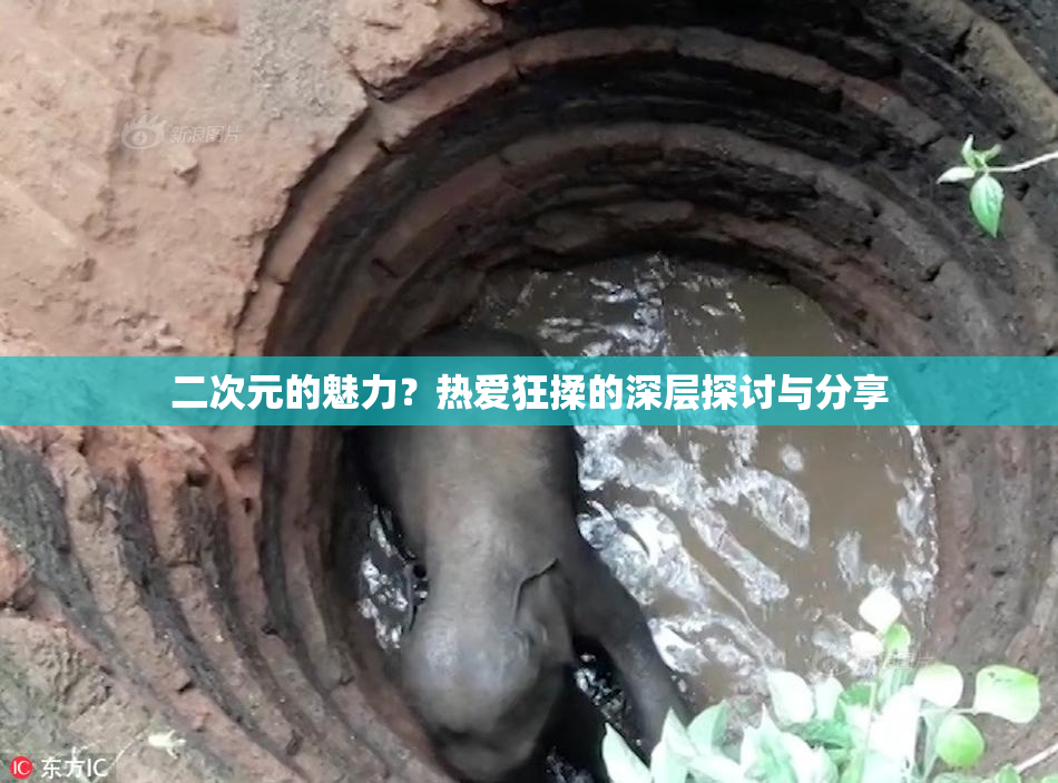 二次元的魅力？热爱狂揉的深层探讨与分享