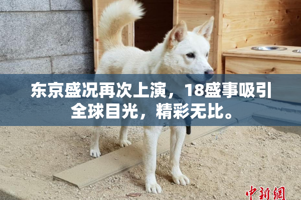 东京盛况再次上演，18盛事吸引全球目光，精彩无比。