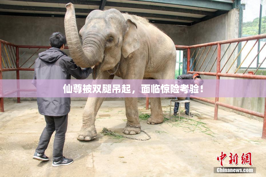 仙尊被双腿吊起，面临惊险考验！