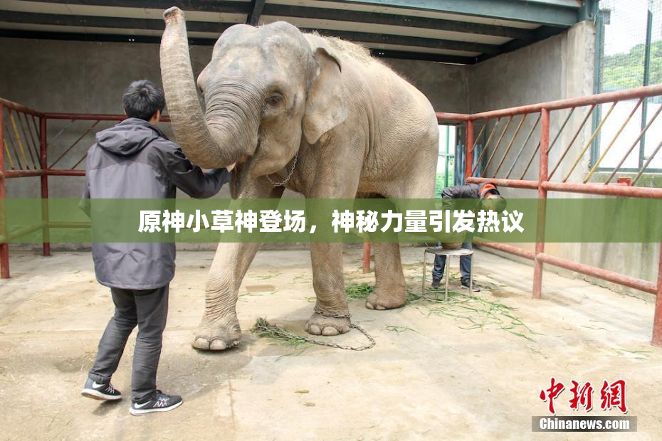原神小草神登场，神秘力量引发热议