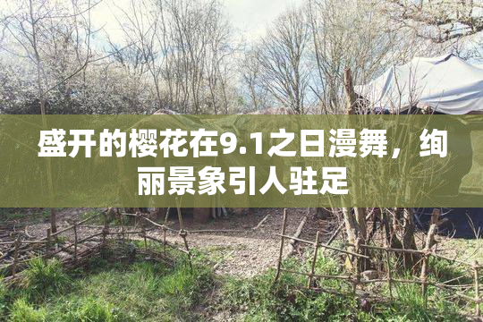 盛开的樱花在9.1之日漫舞，绚丽景象引人驻足