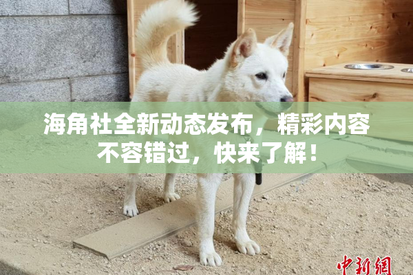 海角社全新动态发布，精彩内容不容错过，快来了解！