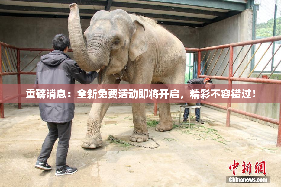 重磅消息：全新免费活动即将开启，精彩不容错过！