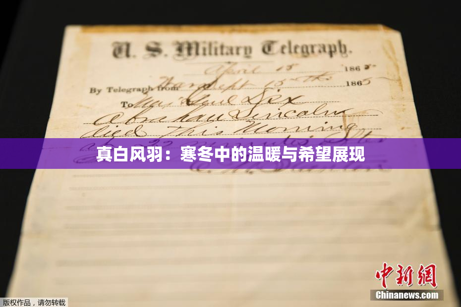 真白风羽：寒冬中的温暖与希望展现