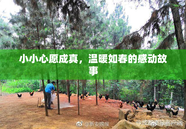 小小心愿成真，温暖如春的感动故事