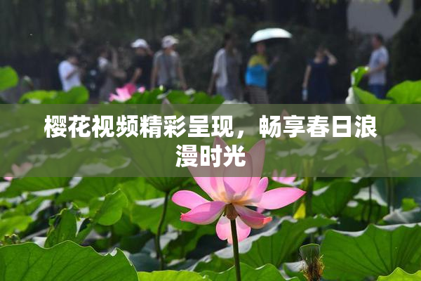 樱花视频精彩呈现，畅享春日浪漫时光