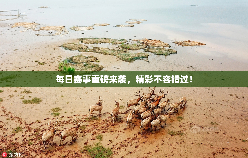每日赛事重磅来袭，精彩不容错过！