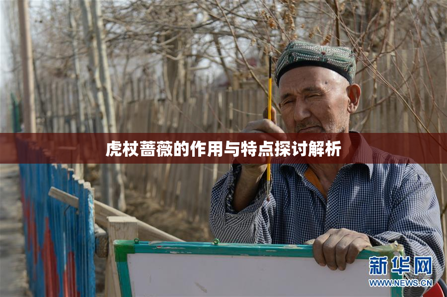 虎杖蔷薇的作用与特点探讨解析