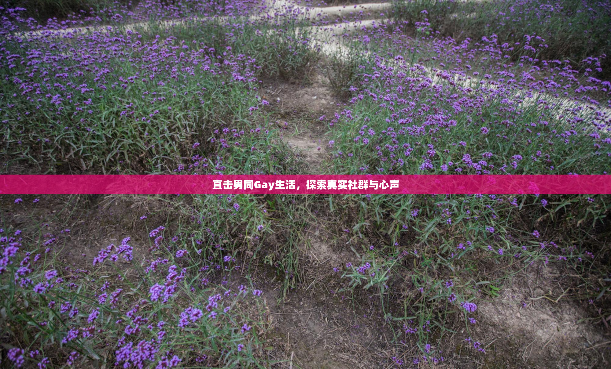 直击男同Gay生活，探索真实社群与心声
