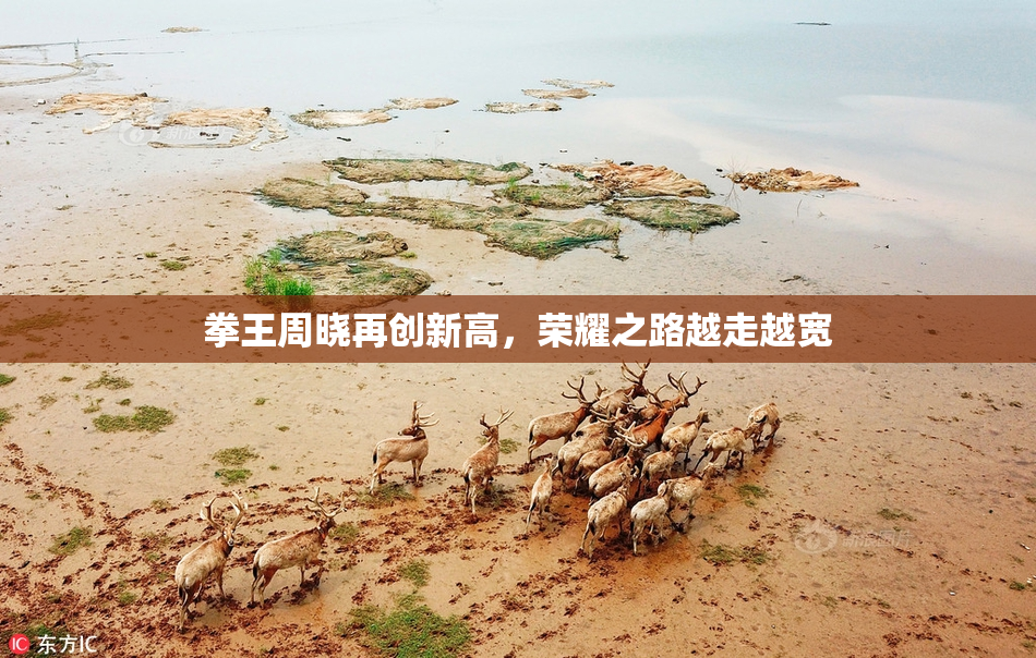 拳王周晓再创新高，荣耀之路越走越宽