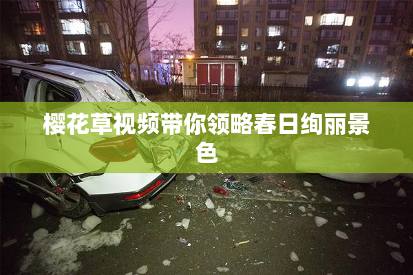 樱花草视频带你领略春日绚丽景色