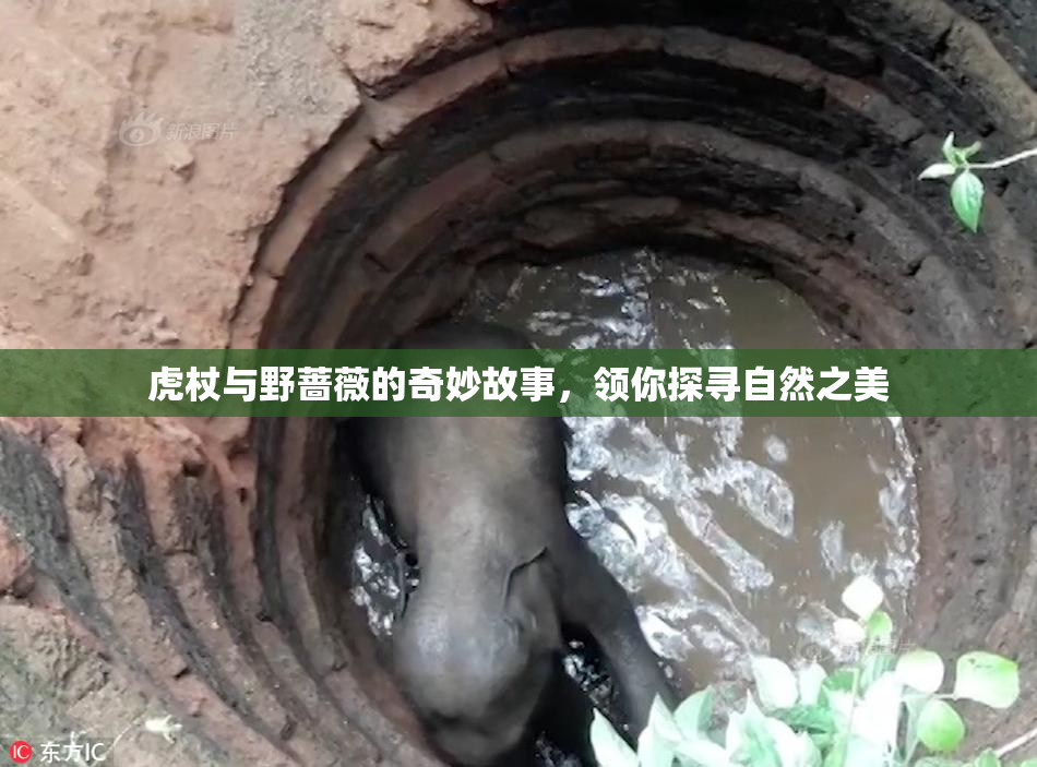 虎杖与野蔷薇的奇妙故事，领你探寻自然之美