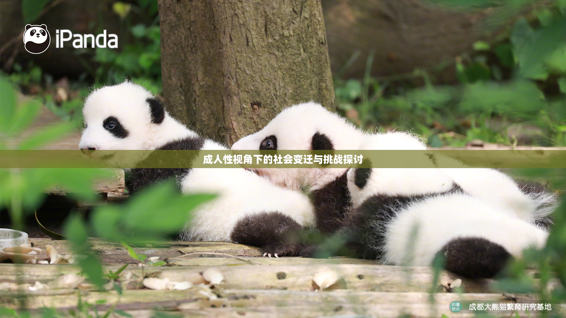 成人性视角下的社会变迁与挑战探讨