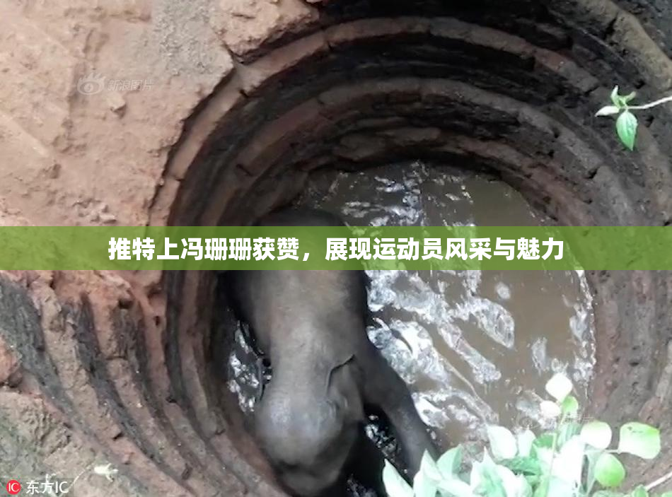 推特上冯珊珊获赞，展现运动员风采与魅力