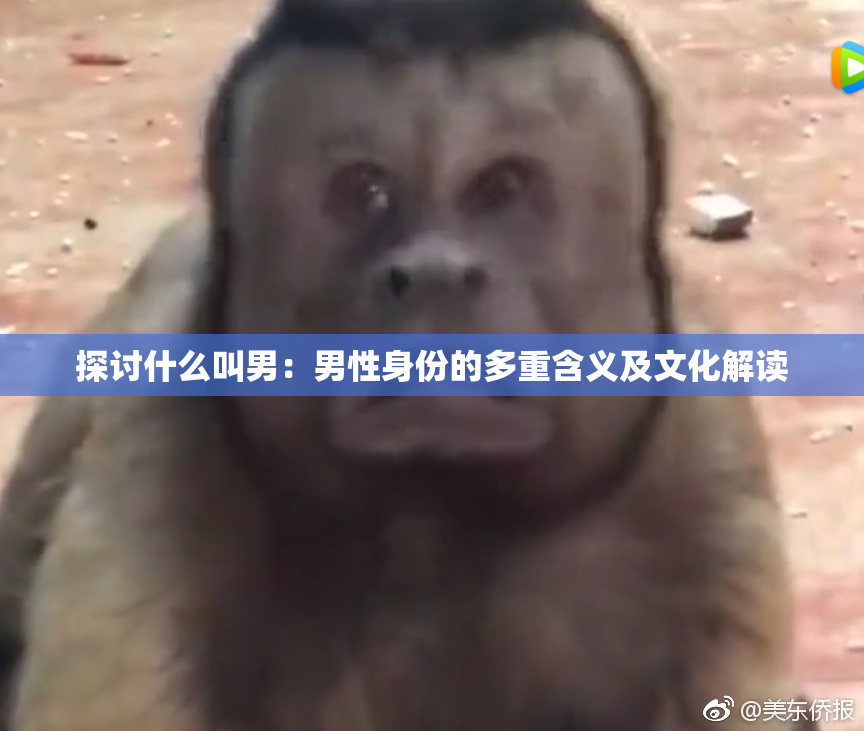 探讨什么叫男：男性身份的多重含义及文化解读