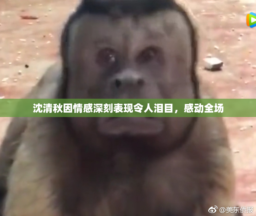 沈清秋因情感深刻表现令人泪目，感动全场