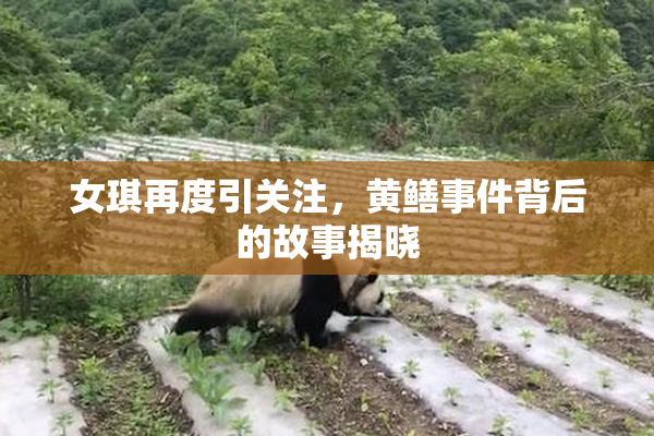 女琪再度引关注，黄鳝事件背后的故事揭晓