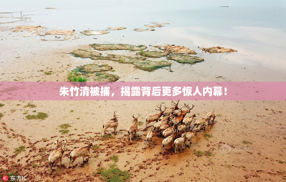 朱竹清被捕，揭露背后更多惊人内幕！