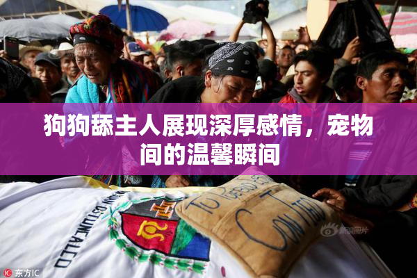 狗狗舔主人展现深厚感情，宠物间的温馨瞬间
