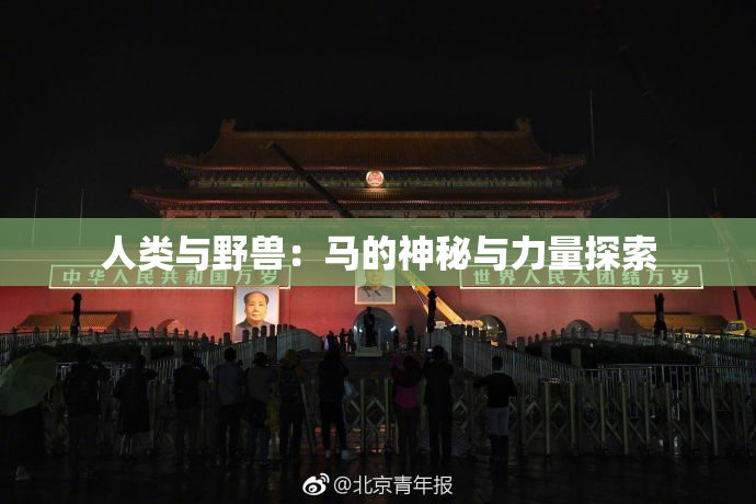 人类与野兽：马的神秘与力量探索