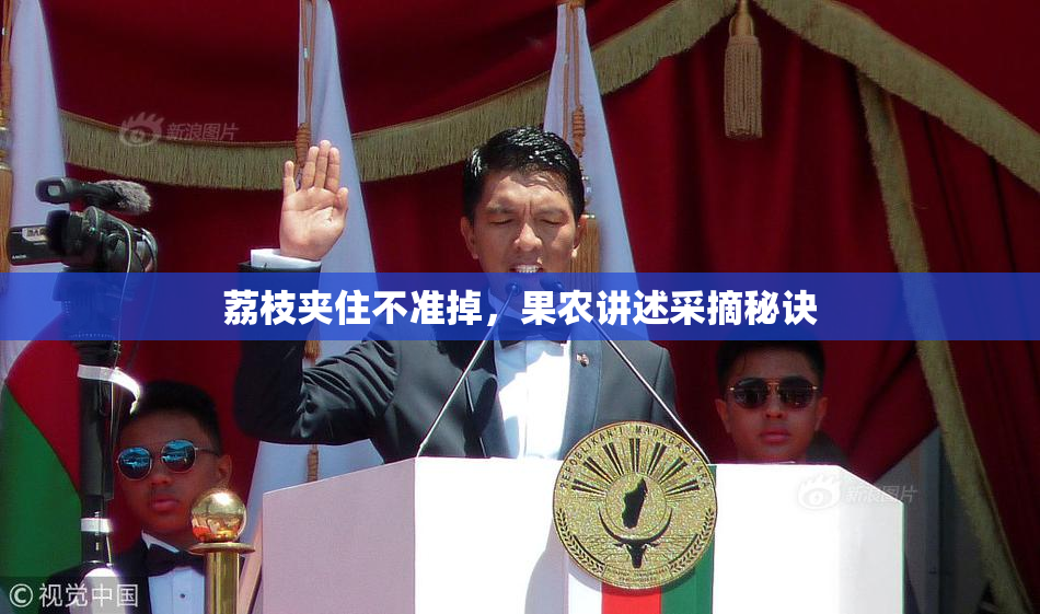 荔枝夹住不准掉，果农讲述采摘秘诀
