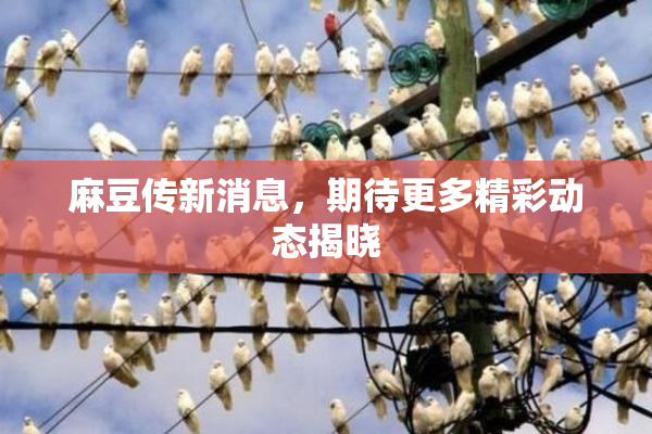 麻豆传新消息，期待更多精彩动态揭晓