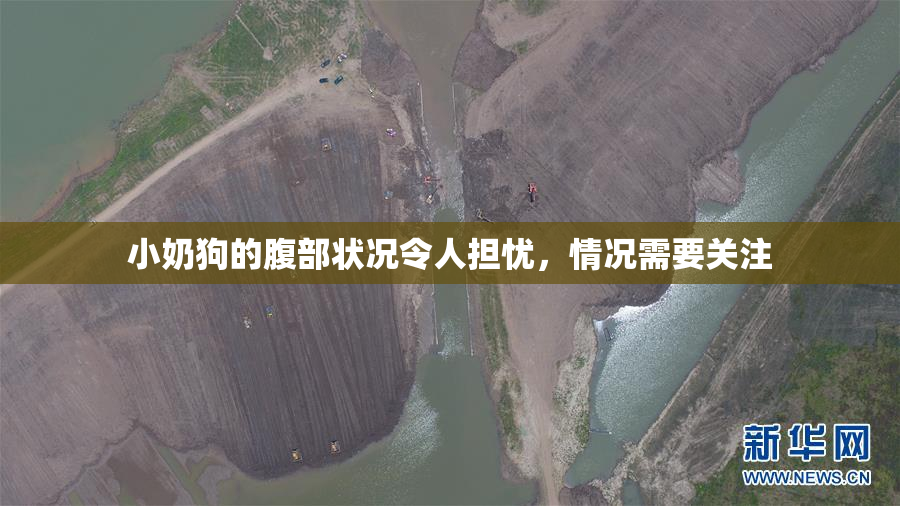 小奶狗的腹部状况令人担忧，情况需要关注