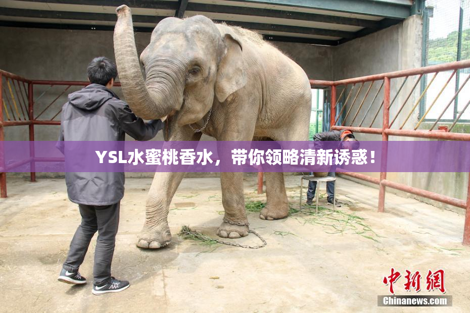 YSL水蜜桃香水，带你领略清新诱惑！