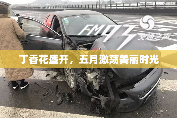 丁香花盛开，五月激荡美丽时光
