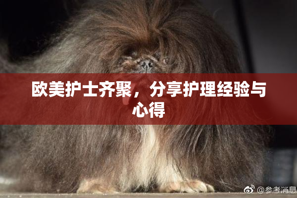 欧美护士齐聚，分享护理经验与心得