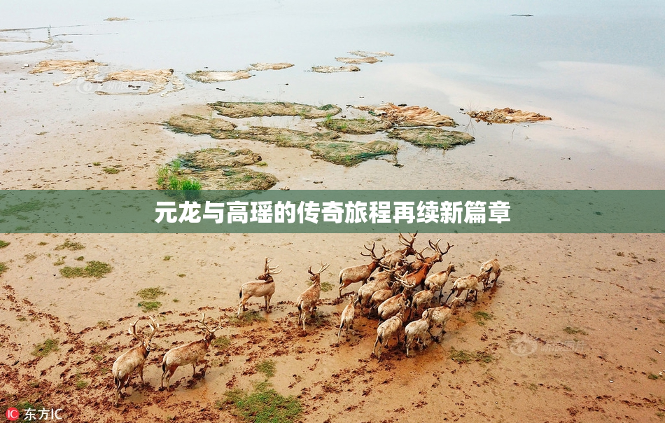 元龙与高瑶的传奇旅程再续新篇章