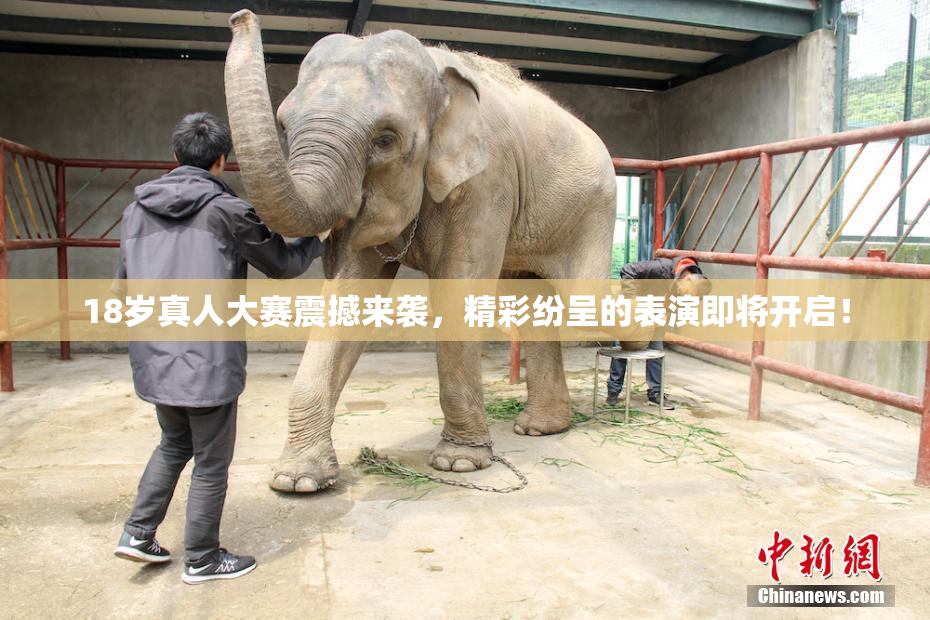 18岁真人大赛震撼来袭，精彩纷呈的表演即将开启！