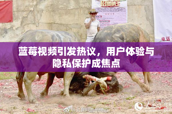蓝莓视频引发热议，用户体验与隐私保护成焦点