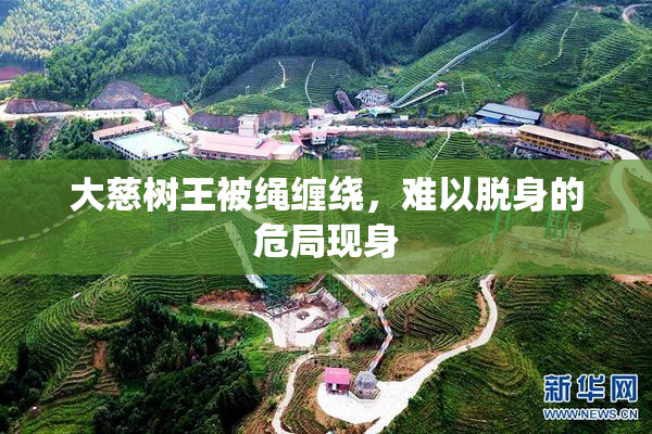 大慈树王被绳缠绕，难以脱身的危局现身