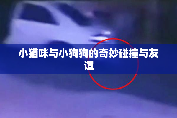小猫咪与小狗狗的奇妙碰撞与友谊
