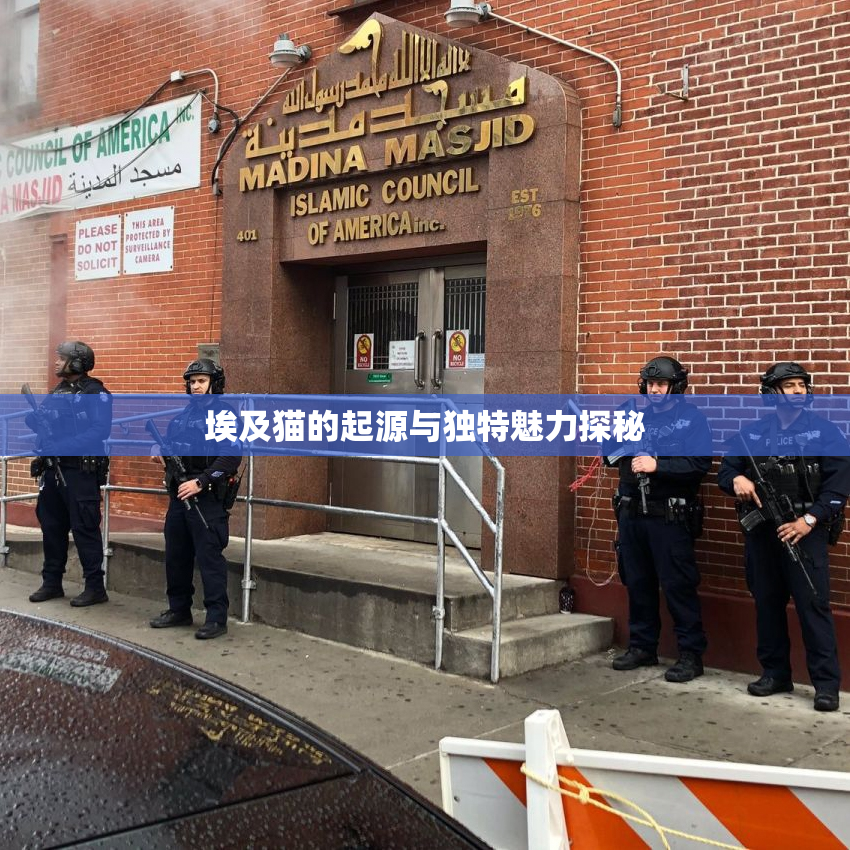 埃及猫的起源与独特魅力探秘